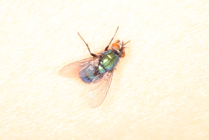 Macro chalet aout 09 - 119